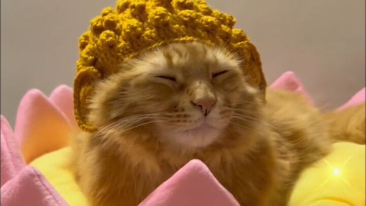 Kucing dengan kostum unik!!!