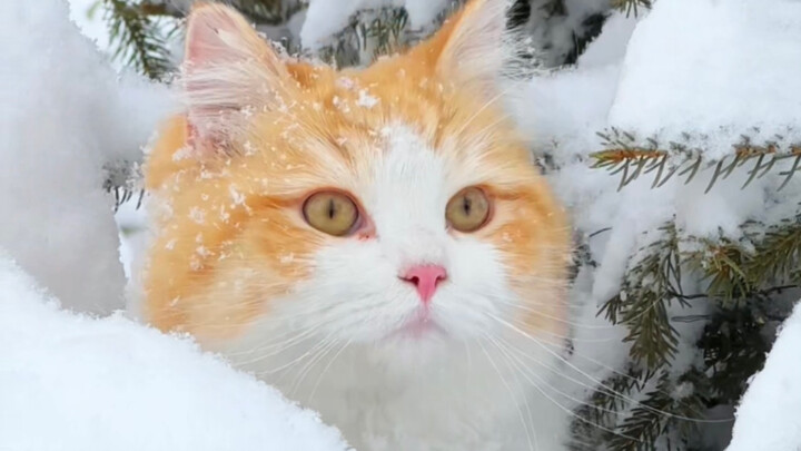 Kakek di Blizzard mengundang kucing oranye yang suka makan salju masuk ke rumahku untuk menghangatka