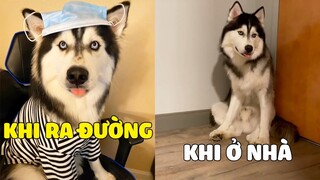 RA ĐƯỜNG NGÁO LÀ CÁ MẬP ? 😎 Ở Nhà NGÁO LÀ CÁ CON ~ 😂 Gâu Đần Official