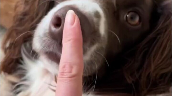 Anjing: Ngapain kamu? Biar Bao lihat!