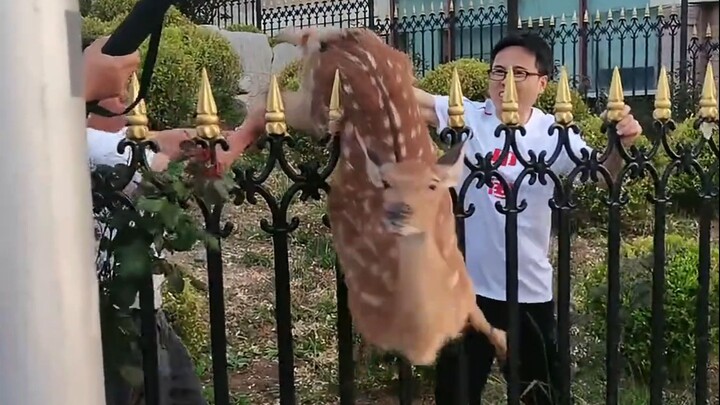 Kanoko Kanoko Eyes You With a Fierce Gaze — A Little Deer Is Following Along in the Jump Version 🦌Ka