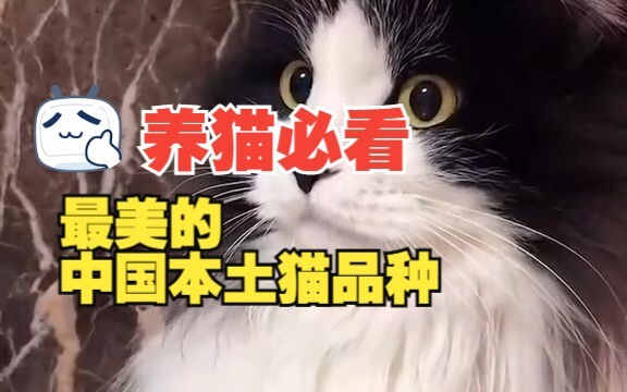 Saat merayakan Tahun Baru Imlek, mari kita bahas tentang kucing-kucing asal Tiongkok.