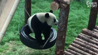 Kong fu Panda funny moments