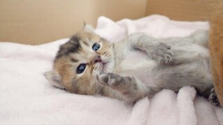 Kitten Kiki อารมณ์ดีอยู่เสมอ!