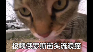 投喂俄罗斯街头流浪猫