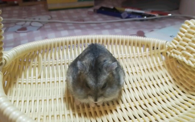 كلّ عائدات هذا الفيديو أكلتها أنا، الفأر الصغير!