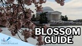 Everything Visitors Should Know About Washington DC Cherry Blossoms