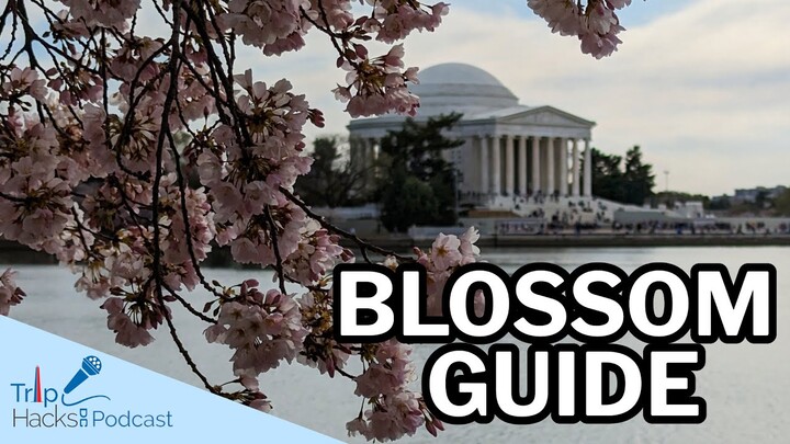 Everything Visitors Should Know About Washington DC Cherry Blossoms