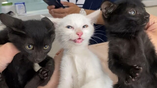 绑架代替购买之史上最难抓的猫