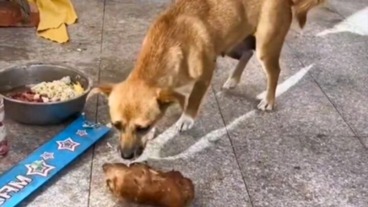 Dog Nose: Huh? Pig trotters? Hallucination? Pfft... Dog Brain: Wait a minute! Pig trotters?!