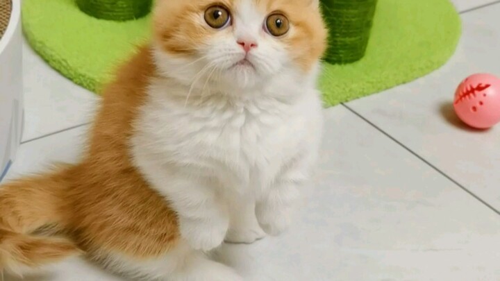 นี่คือสัตว์สองขาที่น่ารักที่สุดเท่าที่ฉันเคยเห็นมาเลย～