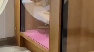 Cats really only pinch humans