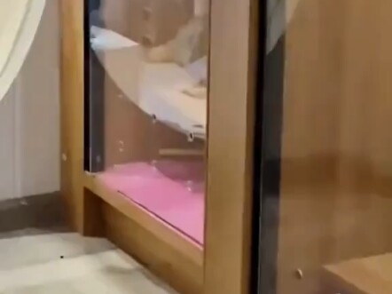 Cats really only pinch humans