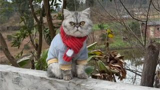 给小猫咪组装婴儿床