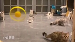 Perkumpulan Shinobi Miaowe🐱