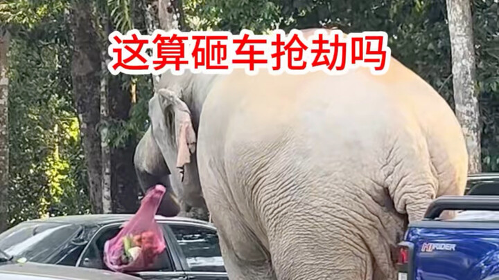 The elephant kicks open the car window with one swift kick and quickly grabs the food—so fast! 😂