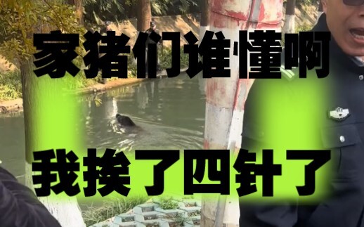 Babi hutan raksasa di Nanjing benar-benar gila—empat suntikan anestesi sama sekali nggak berefek!