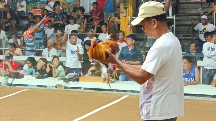 7 stag sabong idol. B meg promotion. 2nd fight, using old winning line gold.