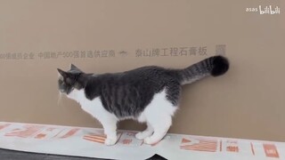 _00000nr539ys4938x2mm0mvjtt6v2mb-1-242111110022