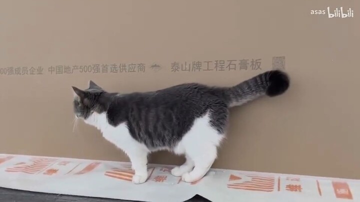 _00000nr539ys4938x2mm0mvjtt6v2mb-1-242111110022