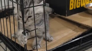 The cute little silly cat is so funny, hahahahahaha