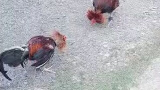 spar ng mga BC na lugon🐓💯