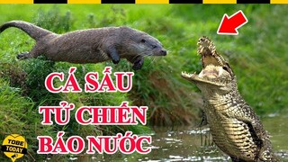 🔴 T.Ử C.H.I.Ế.N Kinh Hoàng Giữa Chúa Tể Đầm Lầy Và Tay Sát Thủ Báo Nước Tàn Bạo