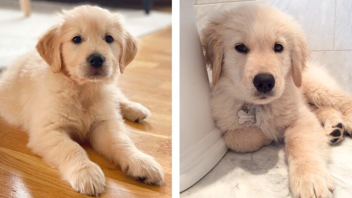 🐶 These Golden Puppies Help You Happier Everyday 😍 | Cute Puppies