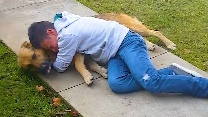 "Dogs We Lost and Then Found Again Over the Years"