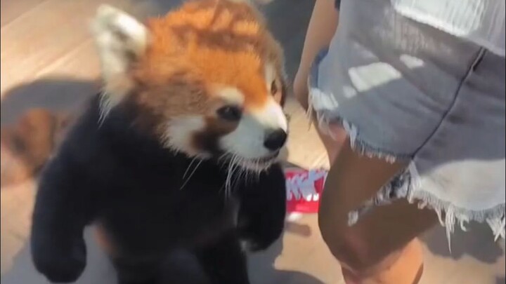 Panda Kecil: Sudah mengelus-ngelus seharian, nggak kasih makan sedikit pun?