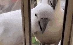 พวกเขารู้วิธีทักทายอย่างถูกต้อง!