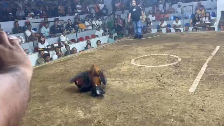 second fight loss binan