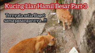 Kucing Liar Setia Sama Pasangannya Meminta Makan Dengan Sopan !!!