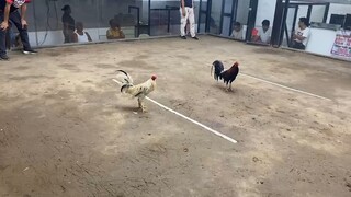 first fight , 2hits ulotan win