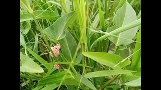 snail eggs