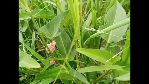 snail eggs