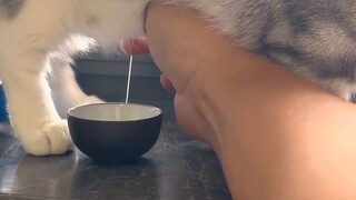 Have you learned how to express cat milk?