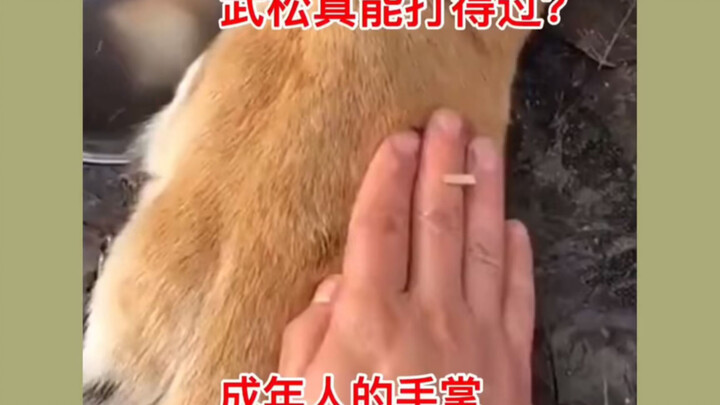 Could Wu Song Really Have Killed the Tiger?