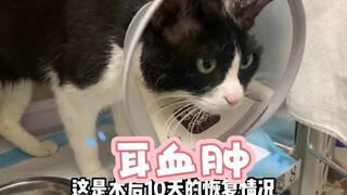 Một lần đeo cho mèo tám chiếc "khuyên tai", cuối cùng đã trị dứt điểm chứng tụ máu vành tai của nó, 