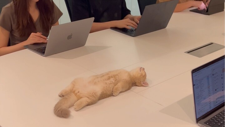 小猫体验一百种职业之当老板