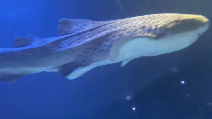 نسخة الدراسة المكثفة في منتصف الليل لطلاب أستراليا الدارسين في الخارج