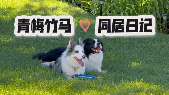 สองเจ้าหมาน้อยเพื่อนสนิทตั้งแต่เด็ก ไม่ได้นอนค้างด้วยกันมานานแล้ว!