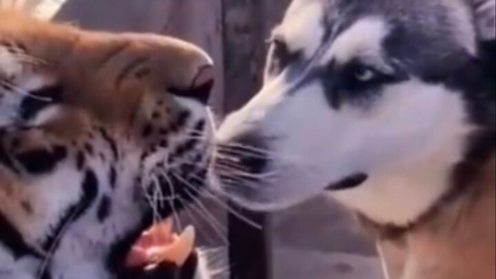If two birds can live together for a long time, why should cats and dogs be important?
