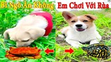 Thú Cưng TV | Dương KC Pets | Bông ham ăn Bí Ngô Cute #52 | chó vui nhộn funny cute dog