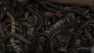 Kinh Hoàng Phát Hiện Ổ Rắn Hổ Trâu Núc Nhúc Hàng 100 Con Bắt Mỏi Tay | Săn Bắt Ẩm Thực Vùng Cao