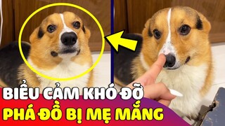 Cười xỉu với 'BIỂU CẢM' hài hước của Corgi khi phá đồ bị 'MẸ MẮNG' 😅 Gâu Đần