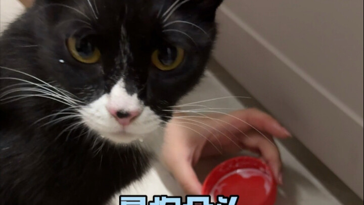 تعرضت للنصب من قبل أم قطة حامل! لكن الأمر جلب لي الحظ حقًا (الحمل)!