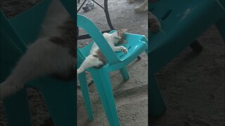 sexy naman matulog ng pusang yan 😆😆😆 #cat #doglover #fypシ゚viral #catlover