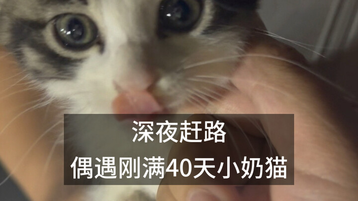 At midnight by the roadside, I stumbled upon a super cute little kitten—act fast or it’ll be gone!