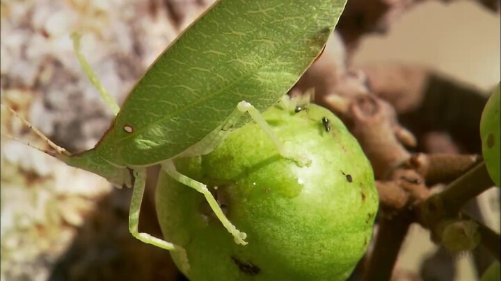 When parasites infect parasites, who wins?